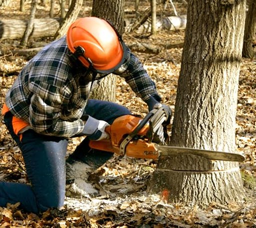 Tree Removal in Chinook, WA